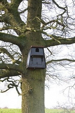 Barn Owl Tree Nest Box