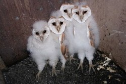 Owlets in Indoor Nest Box